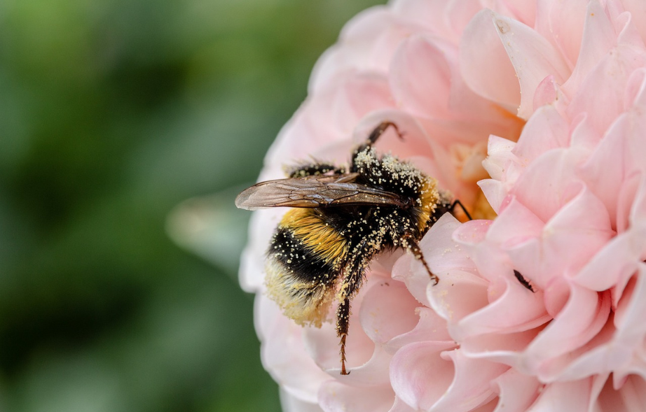 Event - Seniors Moments Bee Friendly Gardens